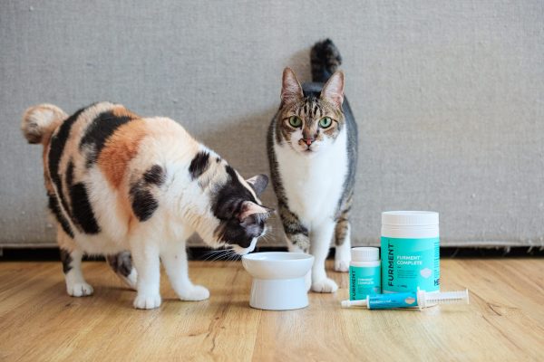 230626_Furment_Cats-031