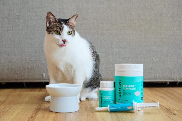 230626_Furment_Cats-045